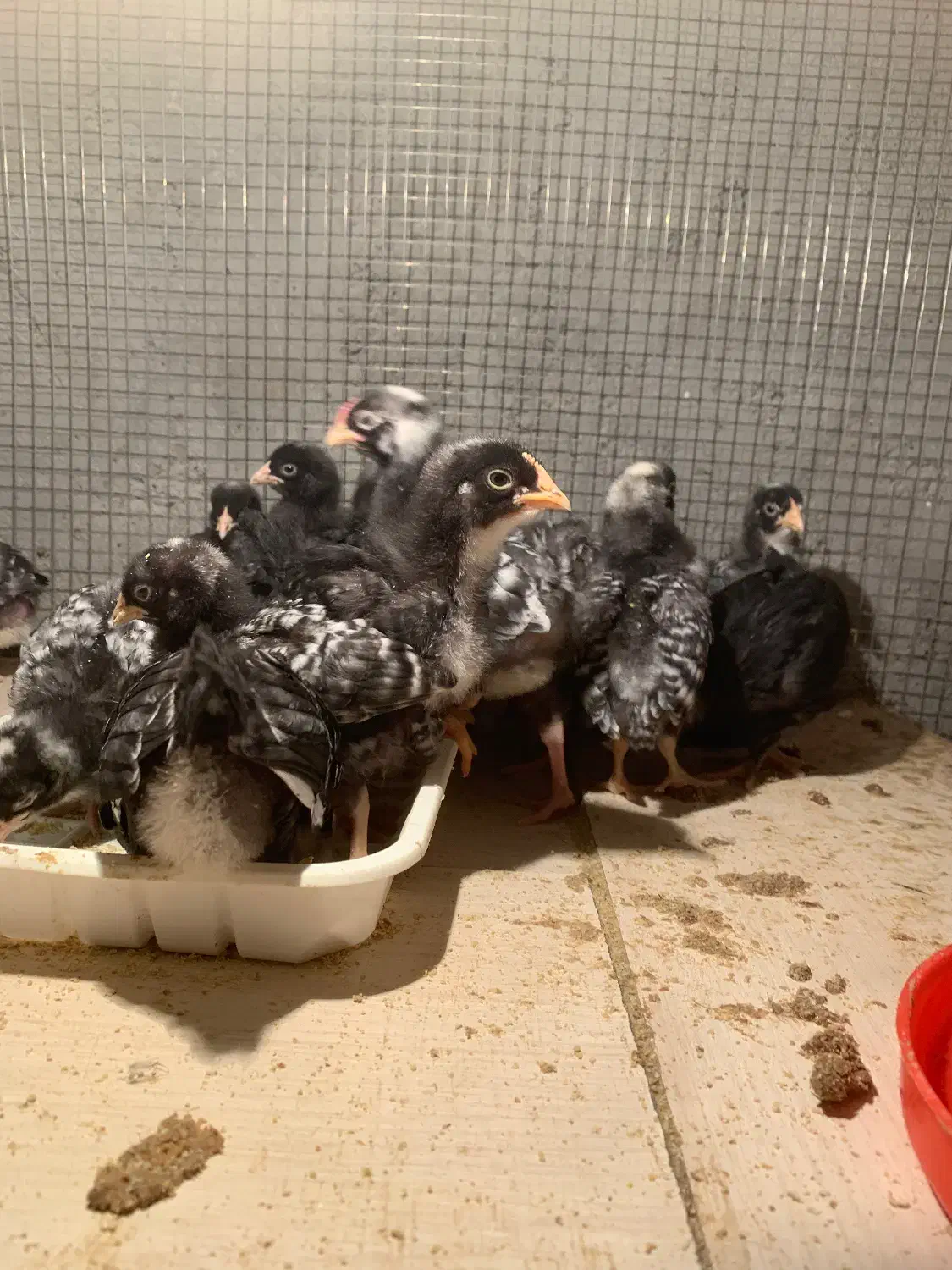 پلیموت آمروک|حیوانات مزرعه|بناب, |دیوار