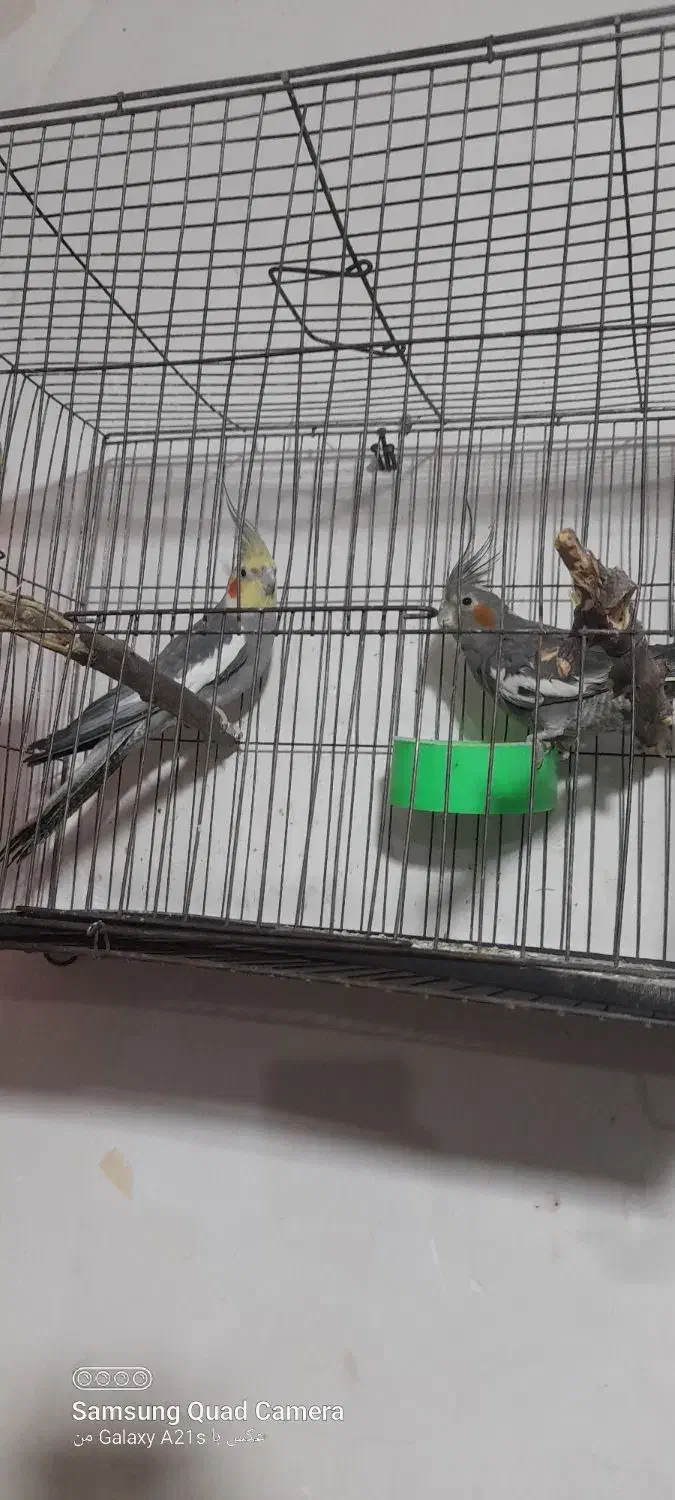 عروس هلندی|پرنده|تربت جام, معدآباد|دیوار