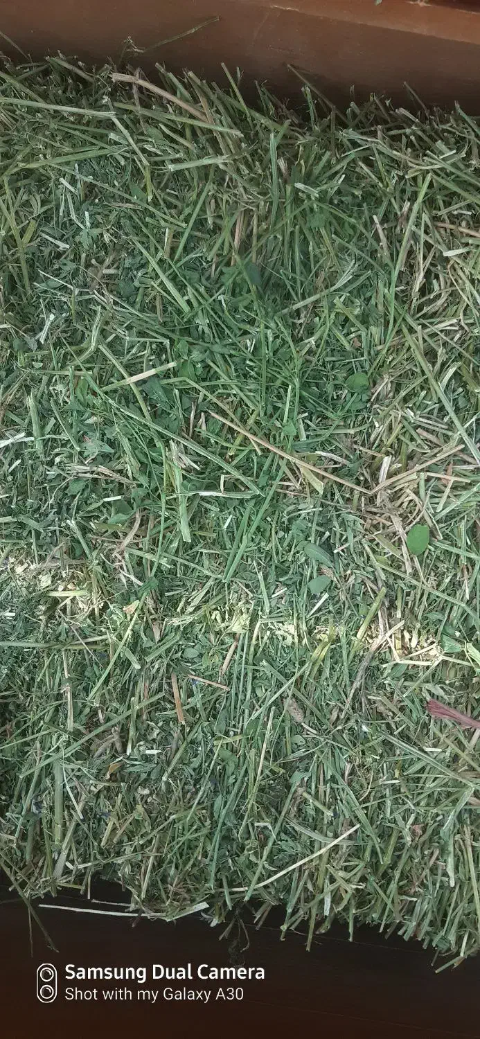 یونجه مخصوص خرگوش|لوازم جانبی حیوانات|اصفهان, دارک|دیوار