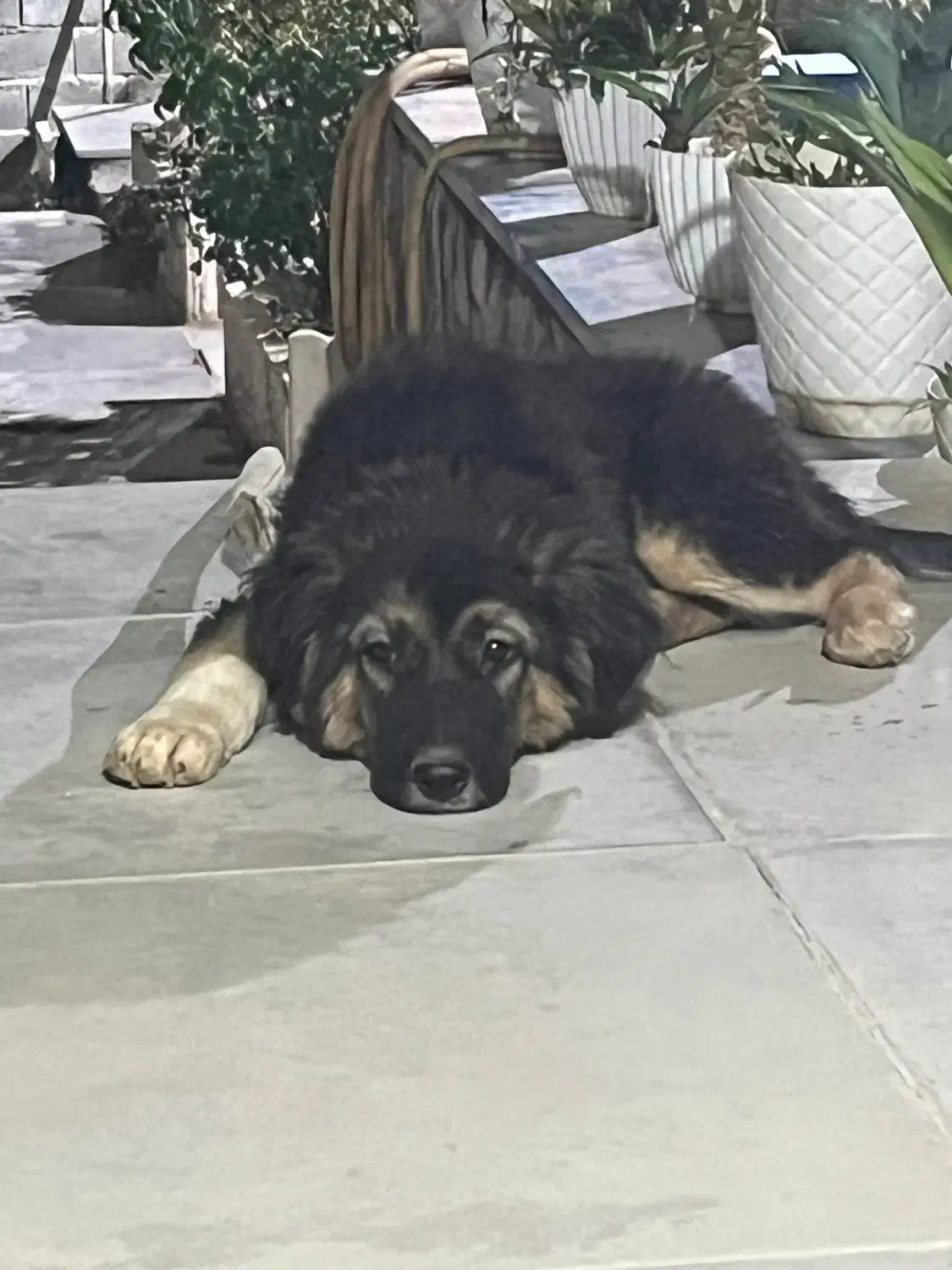 ی قلاده سگ قفقازی به فروش میرسد|سگ|هشتگرد, فشند|دیوار