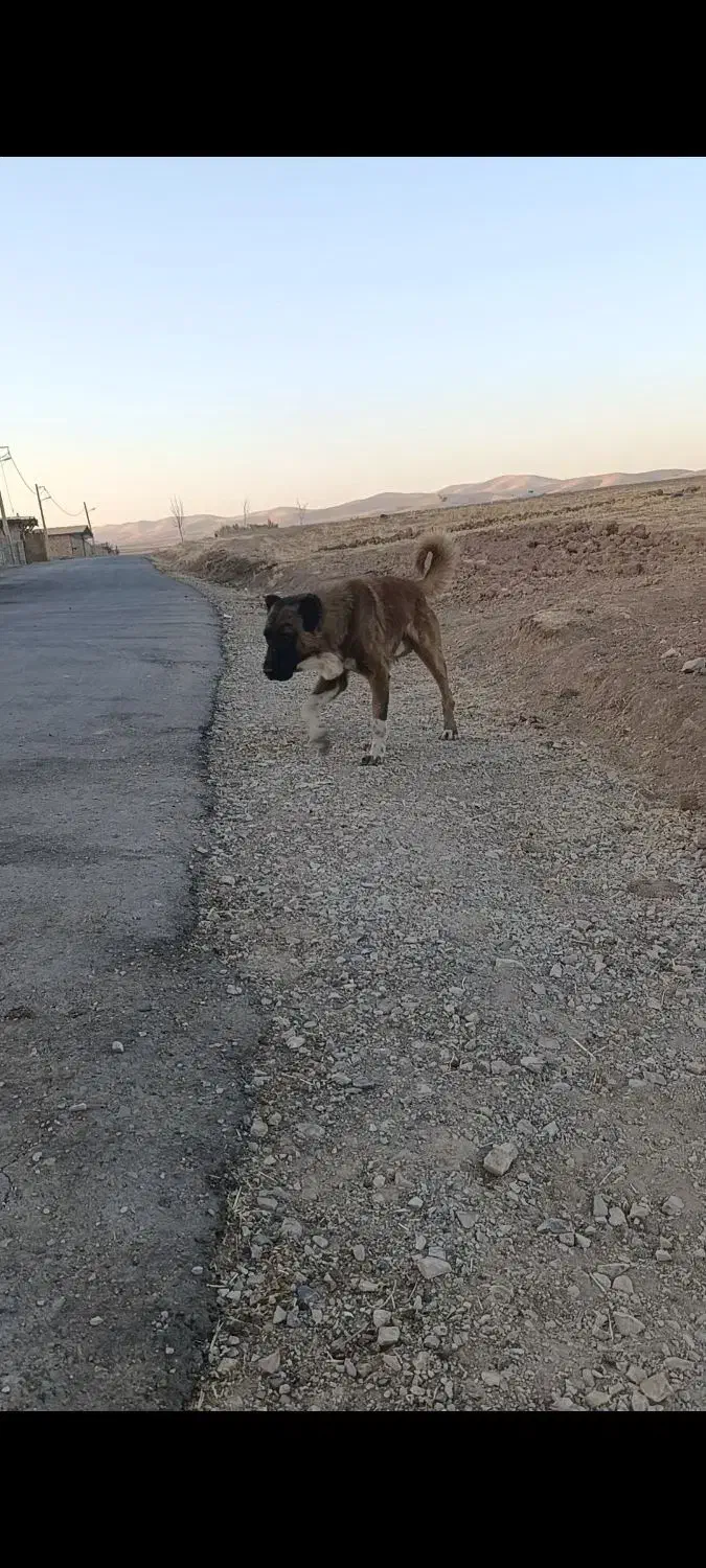 سگ سرابی|سگ|کرمانشاه, |دیوار