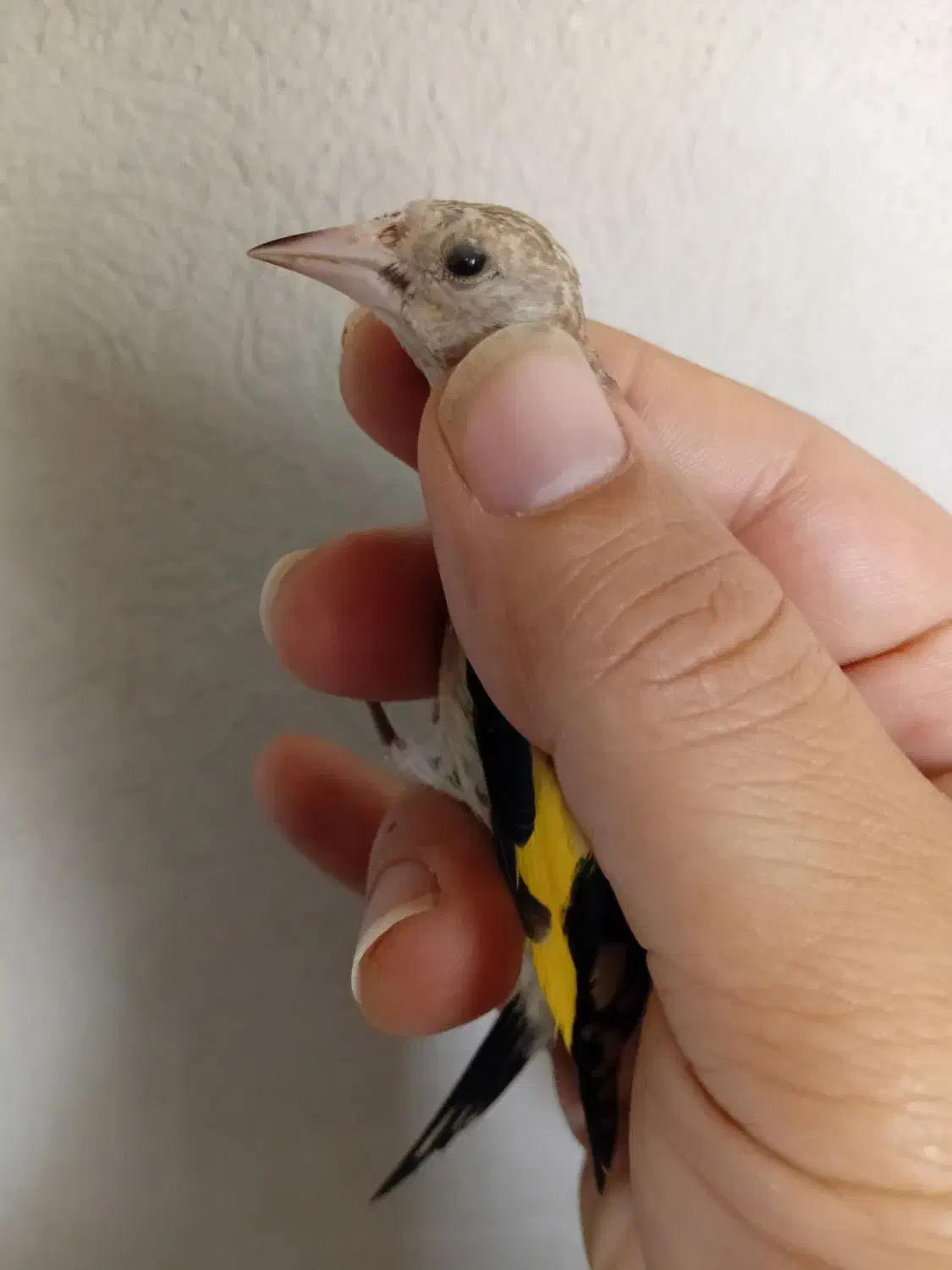 جوجه سهره نر و ماده|پرنده|قرچک, مهدیه|دیوار