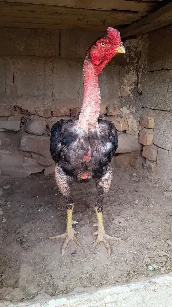 خروس لاری|حیوانات مزرعه|رزن, |دیوار