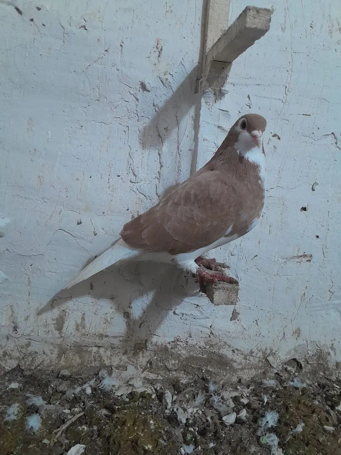 ساده|پرنده|شیروان (خراسان), |دیوار