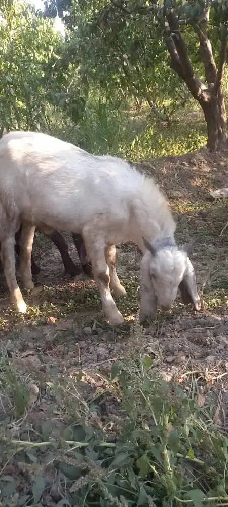 دوتا بزغاله نر اصل پاکستانی|حیوانات مزرعه|هشتگرد, تهران دشت|دیوار