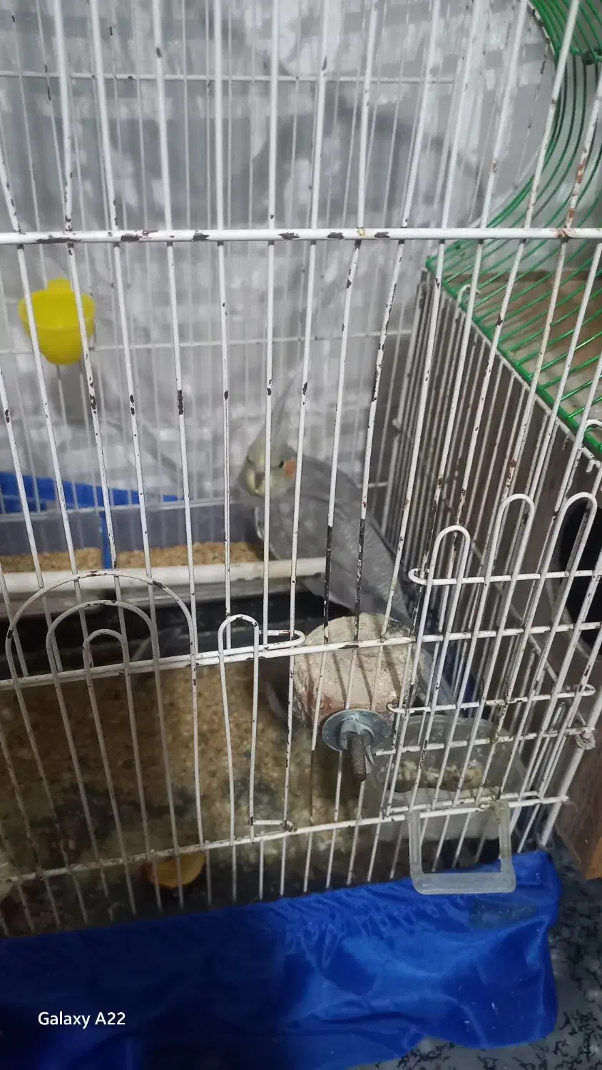 عروس هلندی|پرنده|بم, |دیوار