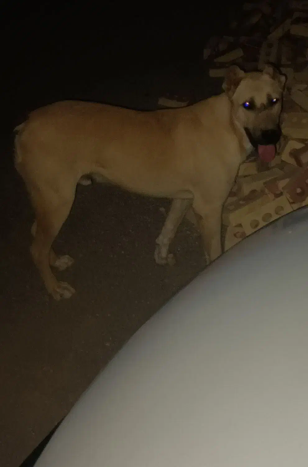 سگ افقان|سگ|بیرجند, |دیوار