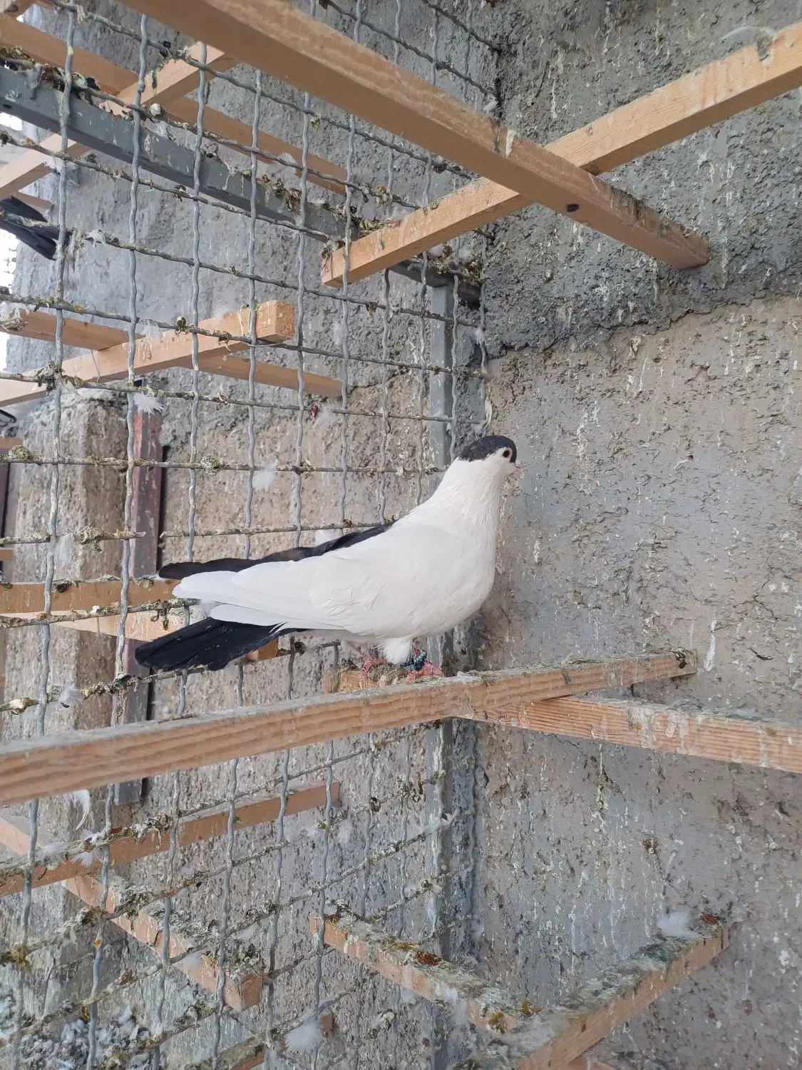 کبوتر افغانی|پرنده|وحیدیه, |دیوار