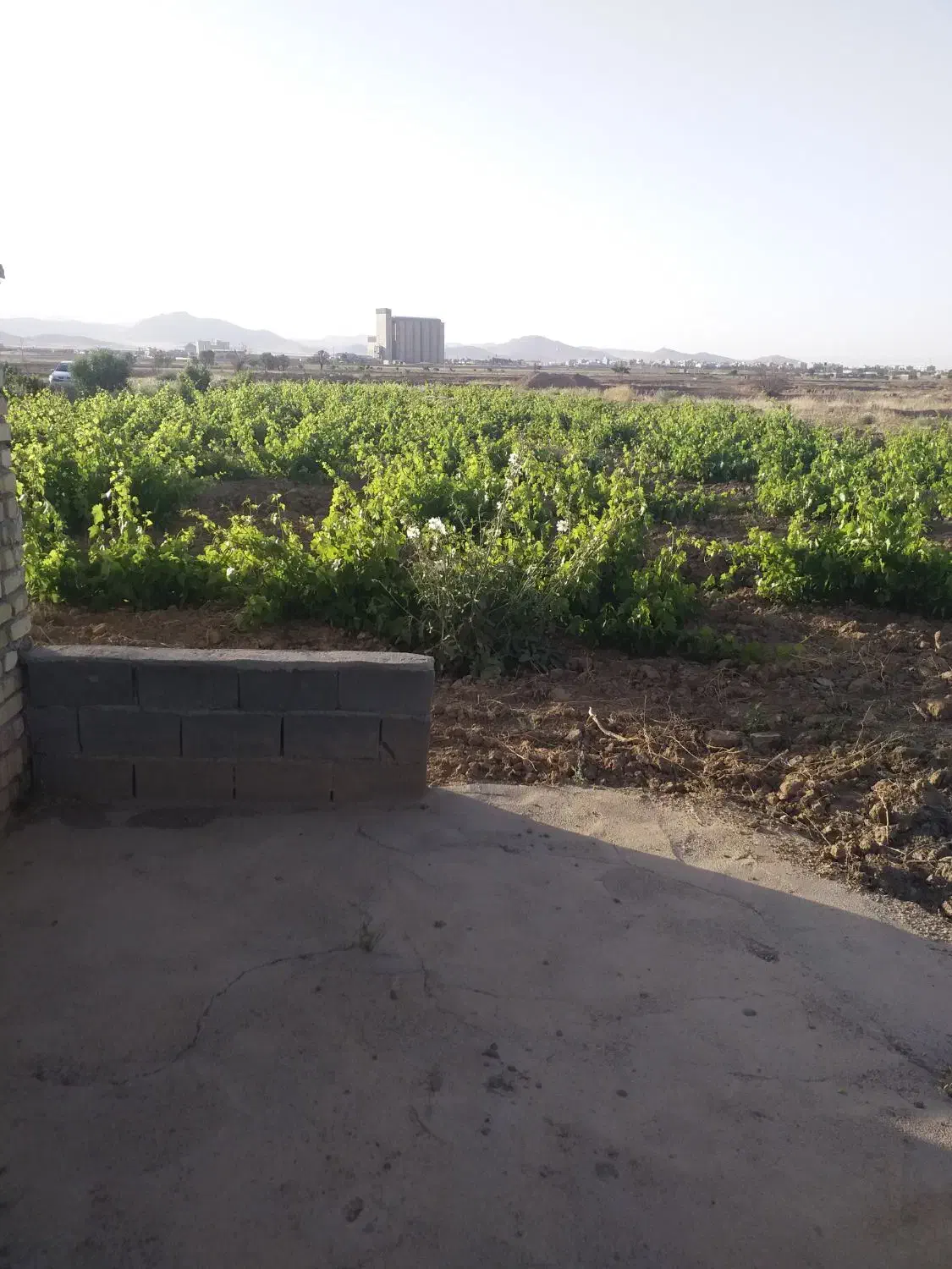 باغ انگور(۲۰۰۰متر)سند تک برگ|فروش دفتر صنعتی، کشاورزی، تجاری|تاکستان, |دیوار