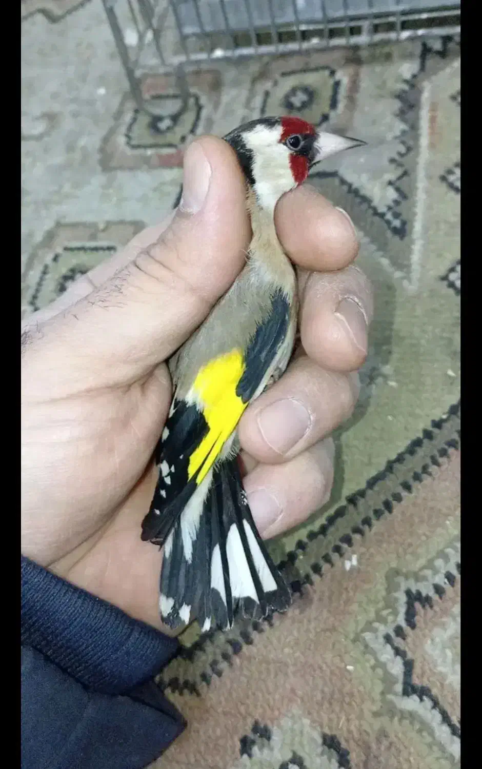 سهره کرمونشاهی بخون|پرنده|کرمان, |دیوار