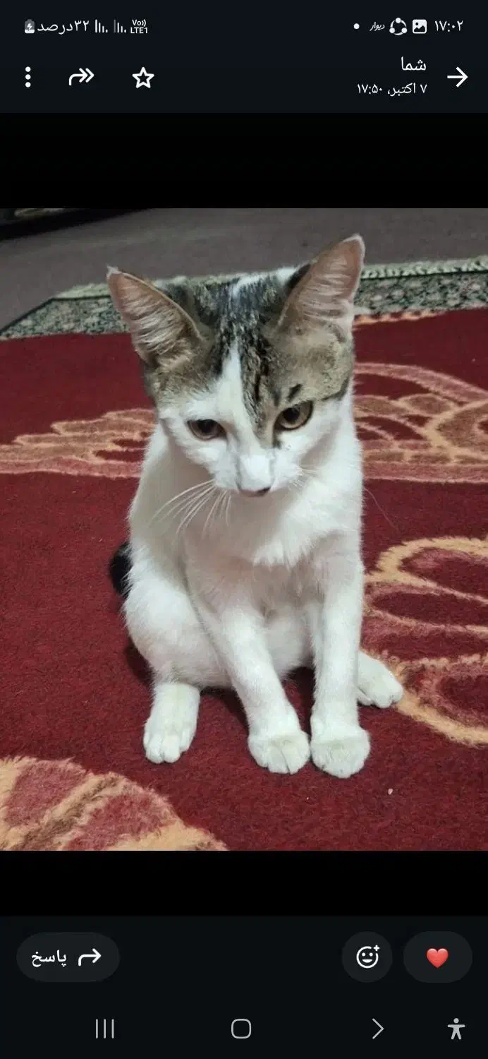 گربه ماده خانگی و بازیگوش|گربه|شیراز, شهرک مخابرات|دیوار