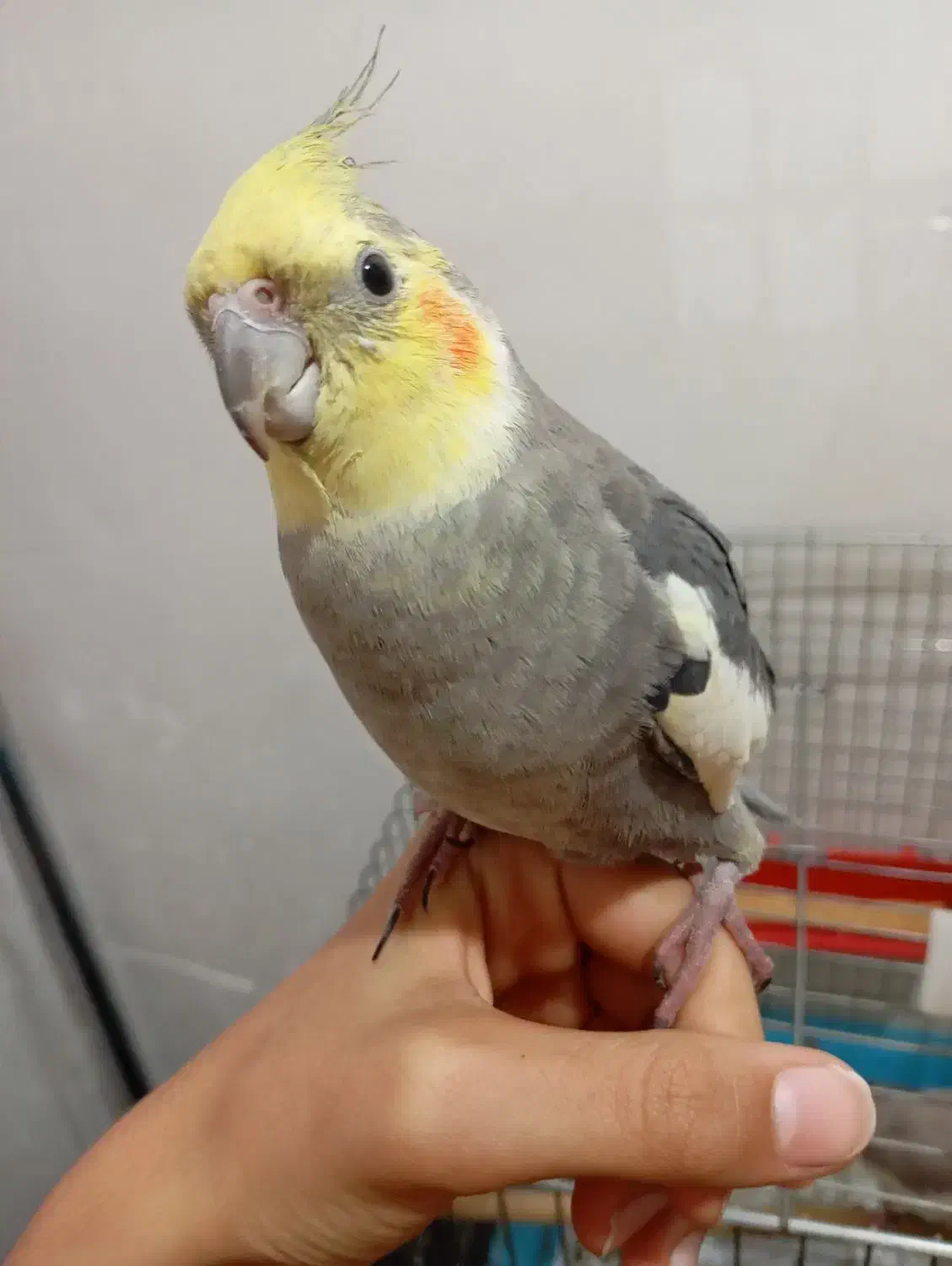 جفت عروس هلندی|پرنده|اهواز, کوی رمضان|دیوار