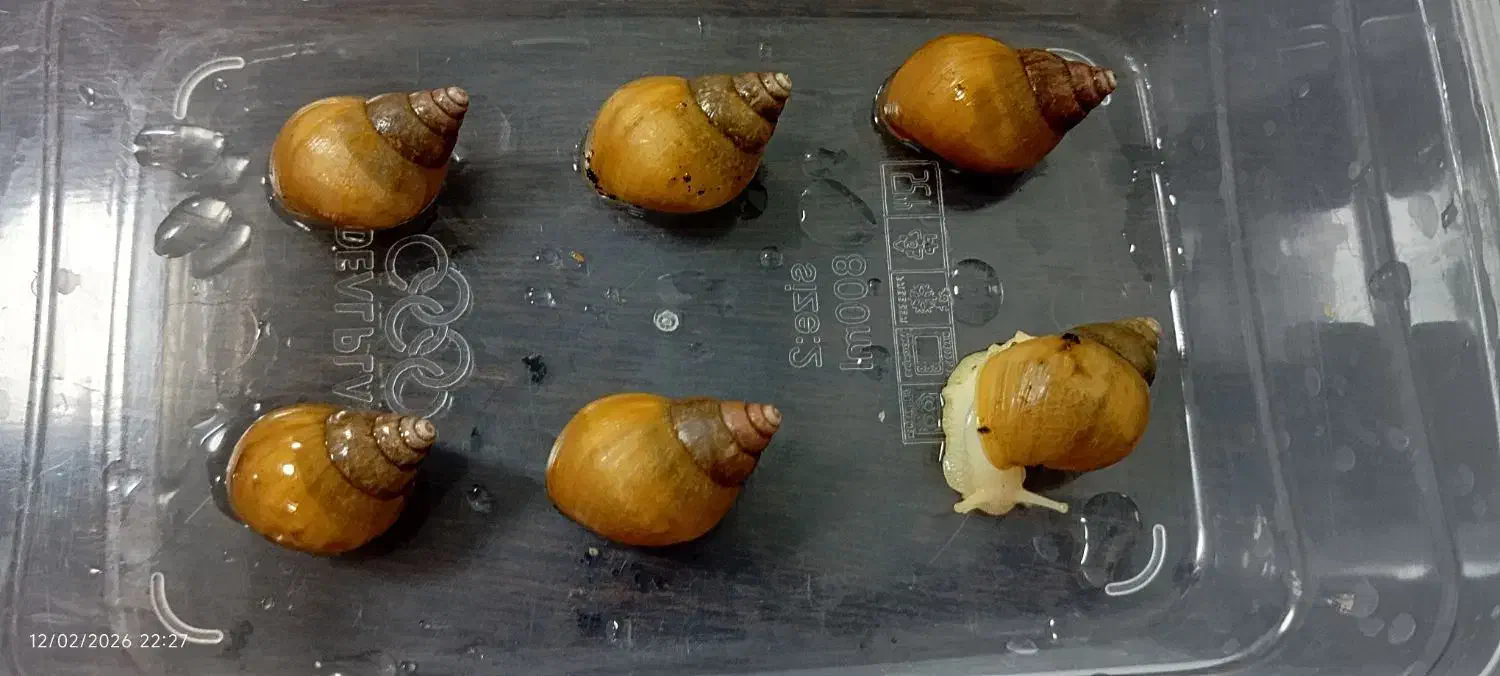 حلزون عمده|خزنده|شیراز, شهرک مهرگان|دیوار