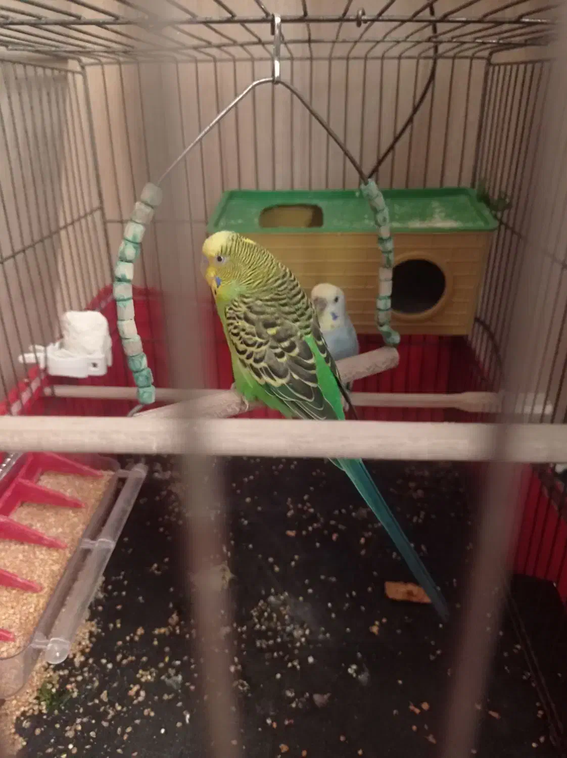 مرغ عشق|پرنده|محمدشهر, محمدشهر|دیوار