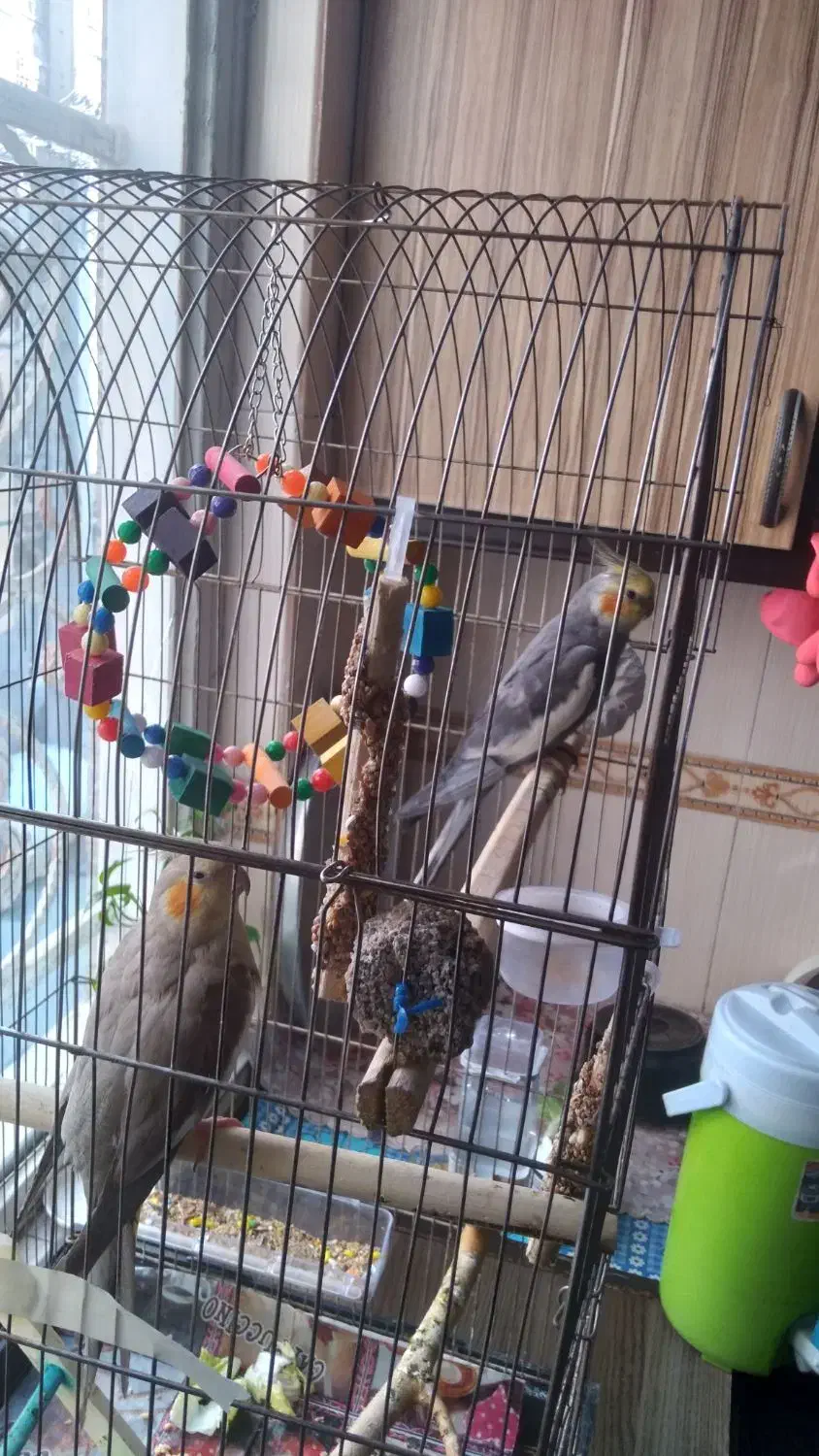 یک جفت عروس هلندی بالغ|پرنده|چهاردانگه (تهران), |دیوار