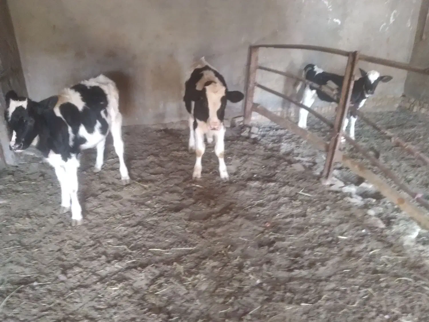 س تا جوانه دوتا ۵ وچهار ماهه یکی ۳ ماه کمتر|حیوانات مزرعه|اسحاق آباد, |دیوار