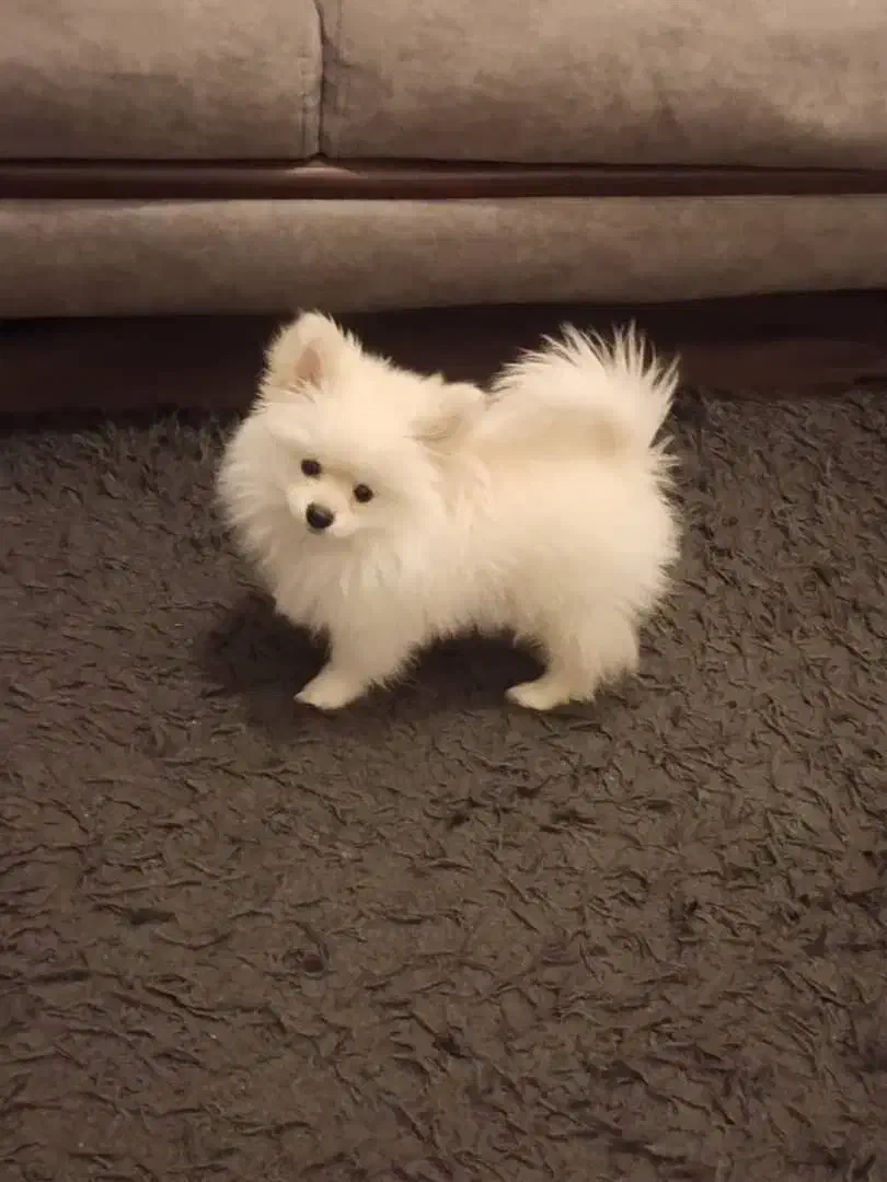 سگ پامرین|سگ|امیدیه, |دیوار