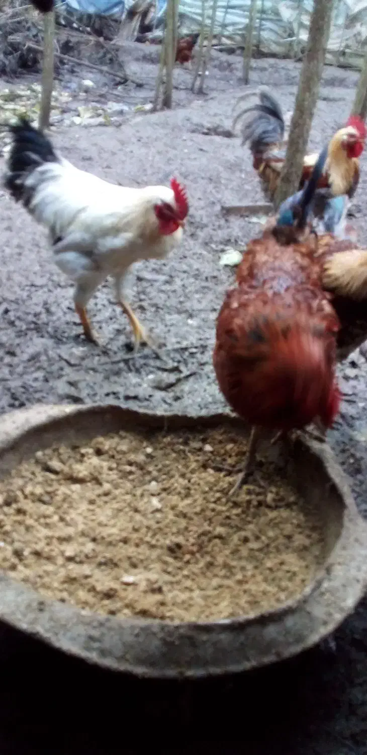 خروس|حیوانات مزرعه|رشت, پیرکلاچای|دیوار