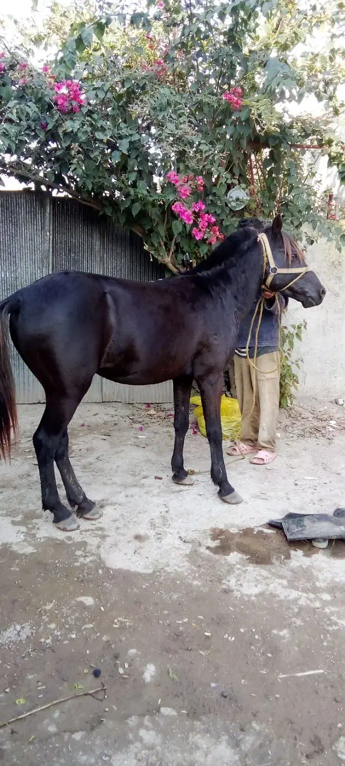 اسب نریان بنام باروت|اسب و تجهیزات اسب‌سواری|آستانه اشرفیه, |دیوار