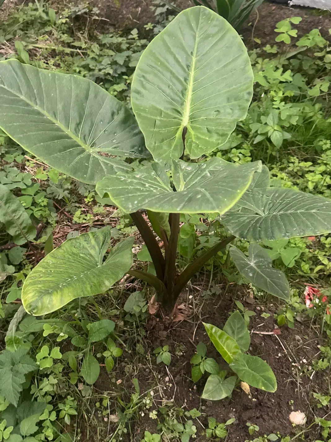 آگهی گل یوکا و سیکاس و‌بابا آدم در همه ابعاد|گل و گیاه طبیعی|رویان, |دیوار