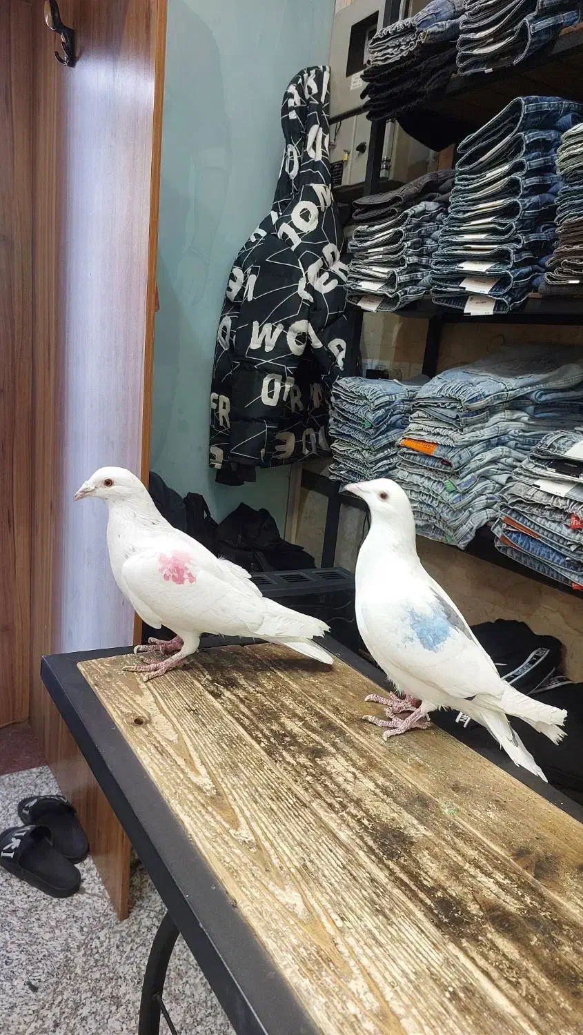 ی جفت کفتر خوب کار درست|پرنده|تهران, امام زاده عبدالله|دیوار