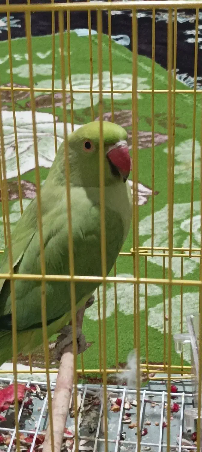 پرنده خانگی|پرنده|یاسوج, |دیوار