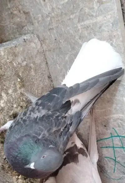 کبوتر تخت دم سفید|پرنده|نجفآباد, کشاورز|دیوار