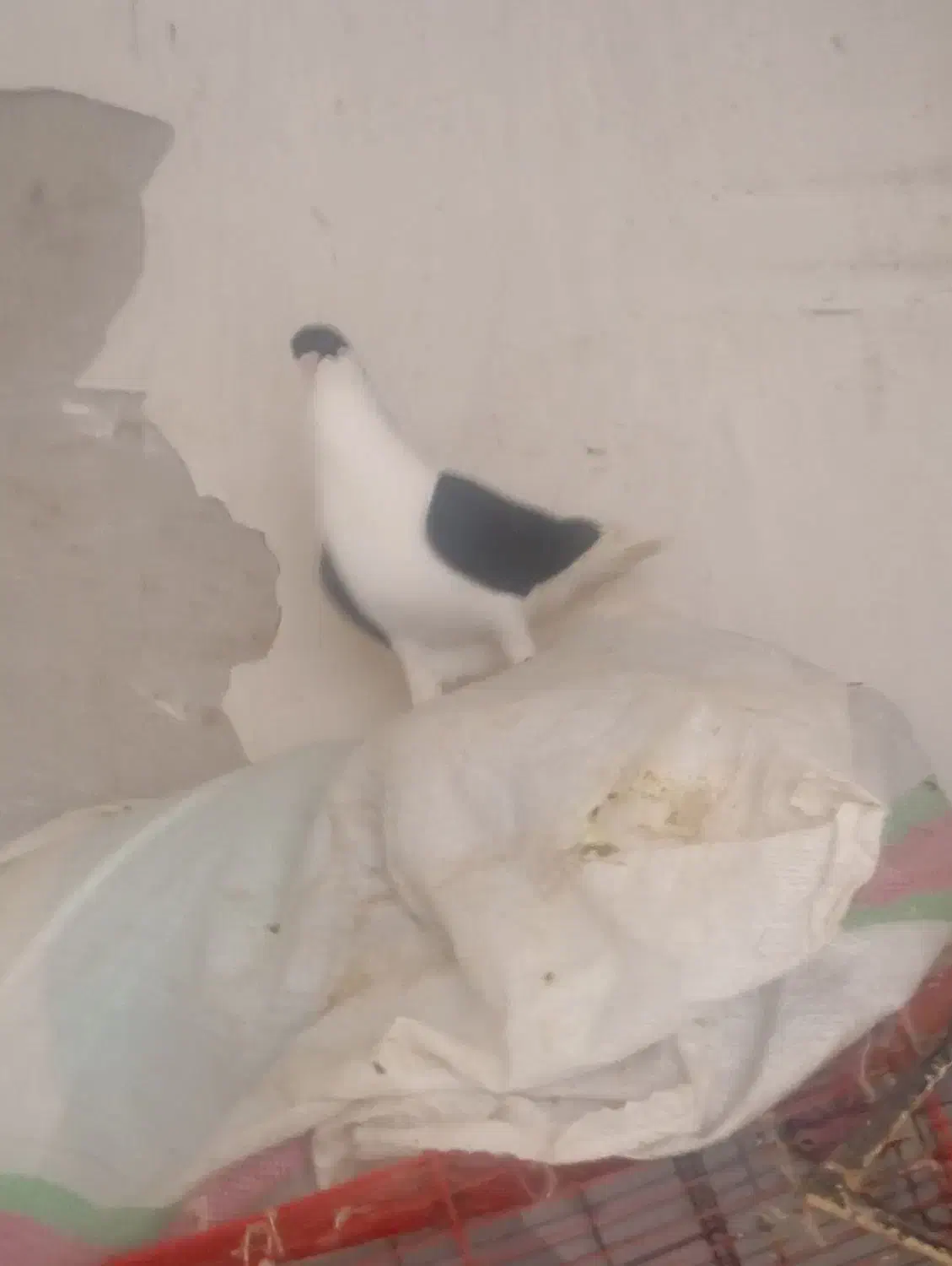 سیدی سیا|پرنده|شوشتر, |دیوار