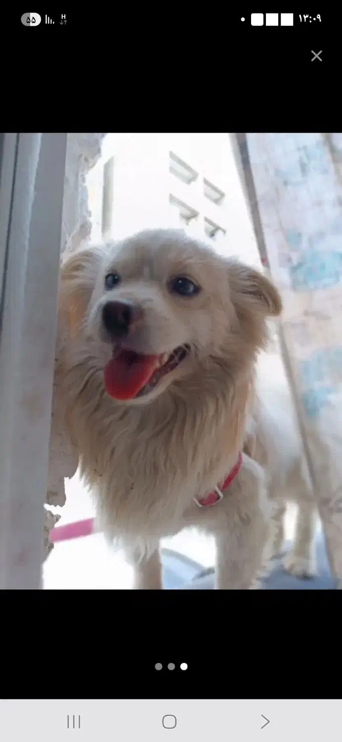 واگذاری سگ نژادشیتزوماده|سگ|پاکدشت, پاکدشت (مامازند)|دیوار