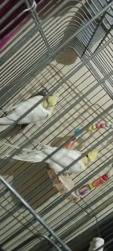 فروشی|پرنده|جیرفت, |دیوار