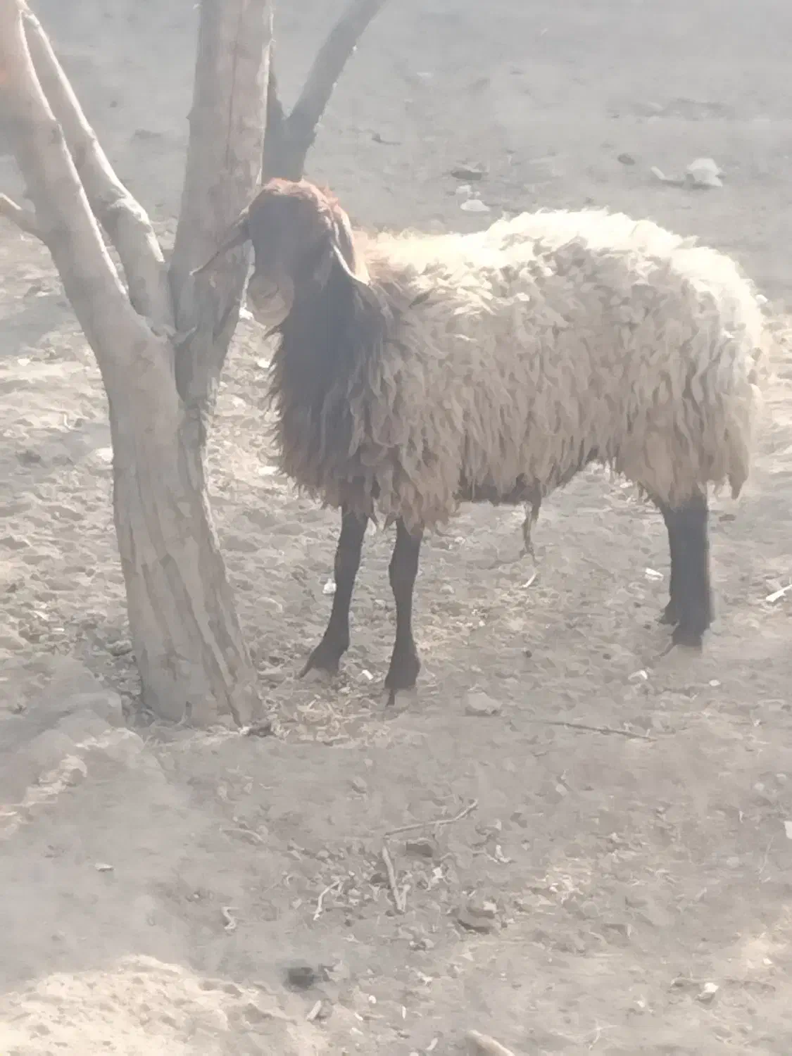 گوسفند آبستن ۴ ماه|حیوانات مزرعه|ماهدشت, |دیوار