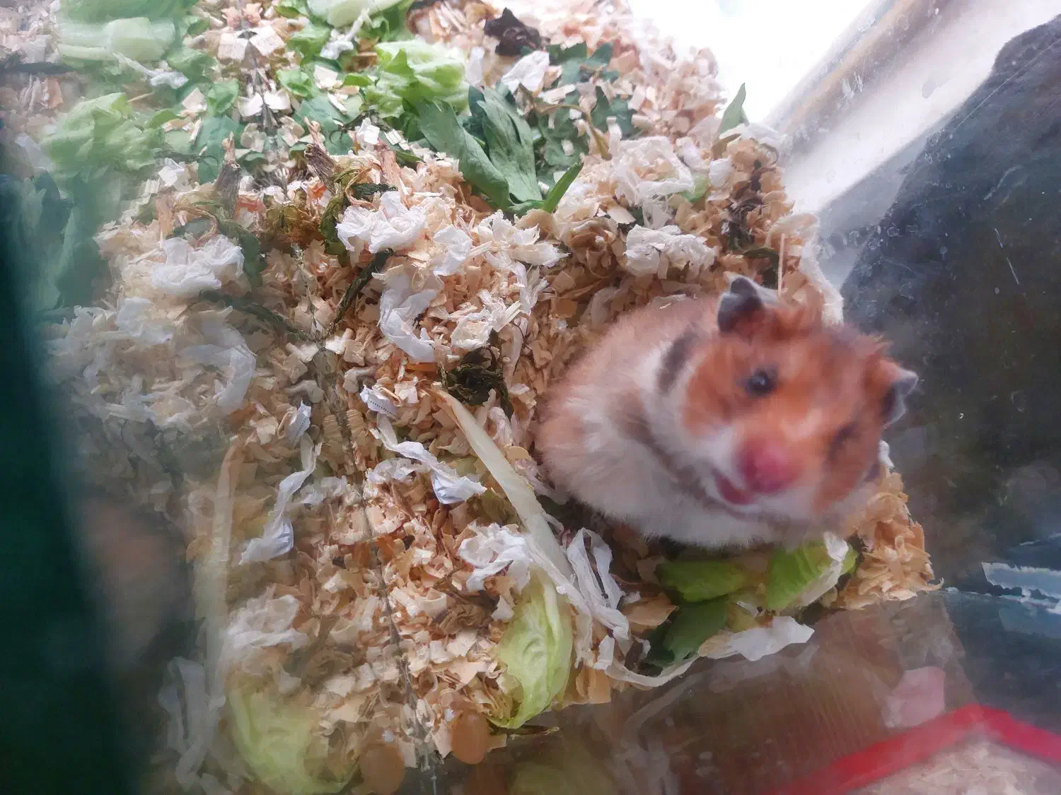 همستر بهترین رنگ ۳۰ دونه|موش و خرگوش|مشهد, بهاران|دیوار