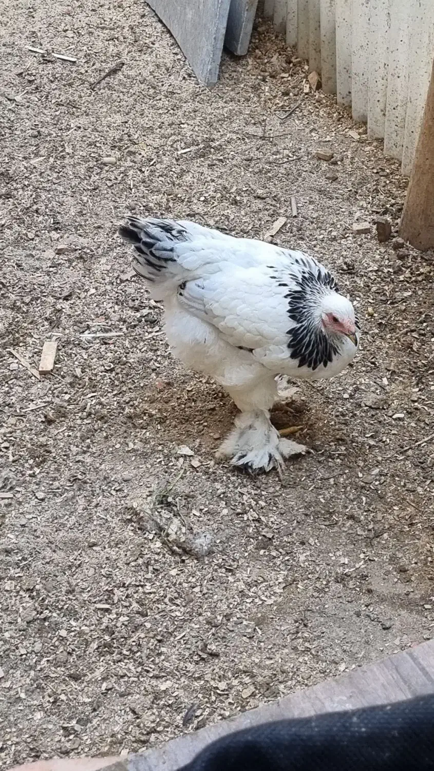 مرغ|حیوانات مزرعه|کرج, عظیمیه|دیوار