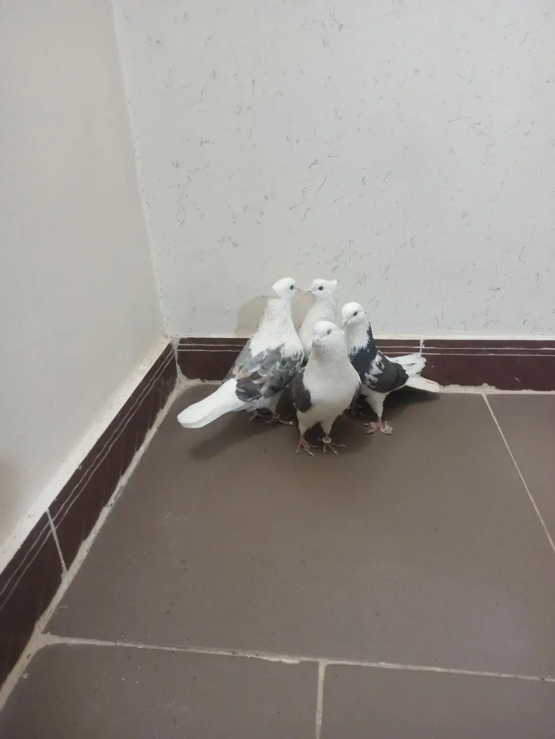 کبوتر|حیوانات|محلات, |دیوار