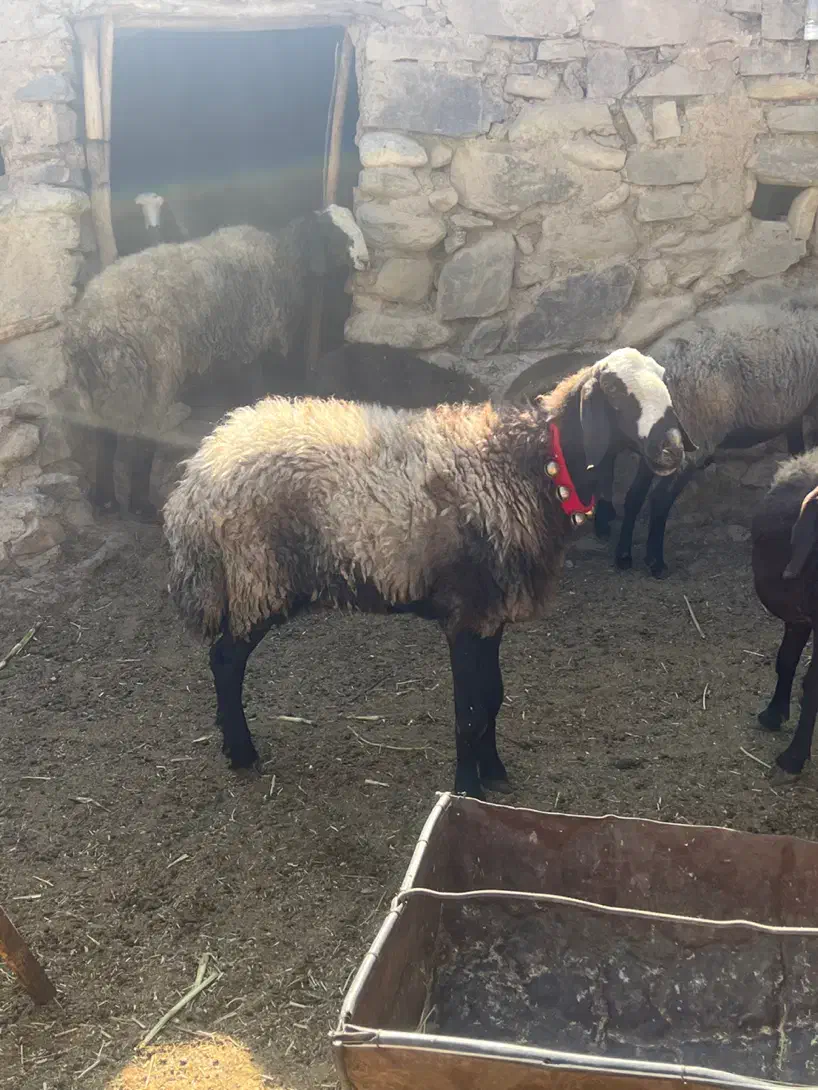 میش و بره های نژاد اصیل شال و افشار|حیوانات مزرعه|زرند, |دیوار