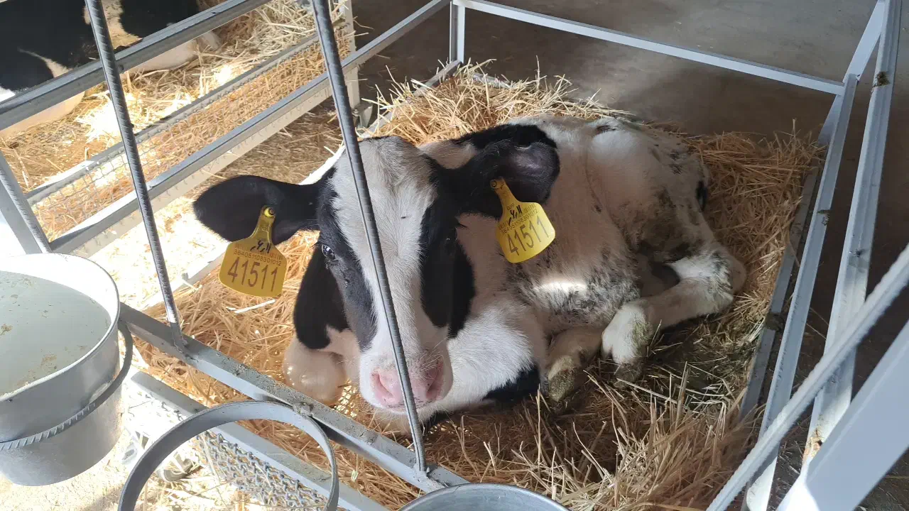 فروش مستقیم گوساله قطع شیر و شیرخوار هولشتاین|حیوانات مزرعه|خرمدره, |دیوار