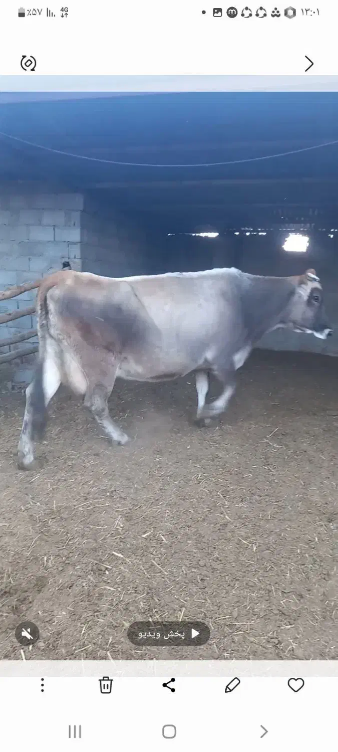 گاوسویسی باگوساله فروشی|حیوانات مزرعه|جغتای, |دیوار