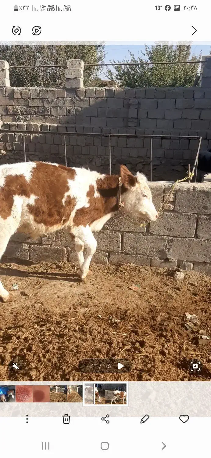 گوساله سیمیتال نر۵ماه|حیوانات مزرعه|بکتاش, |دیوار