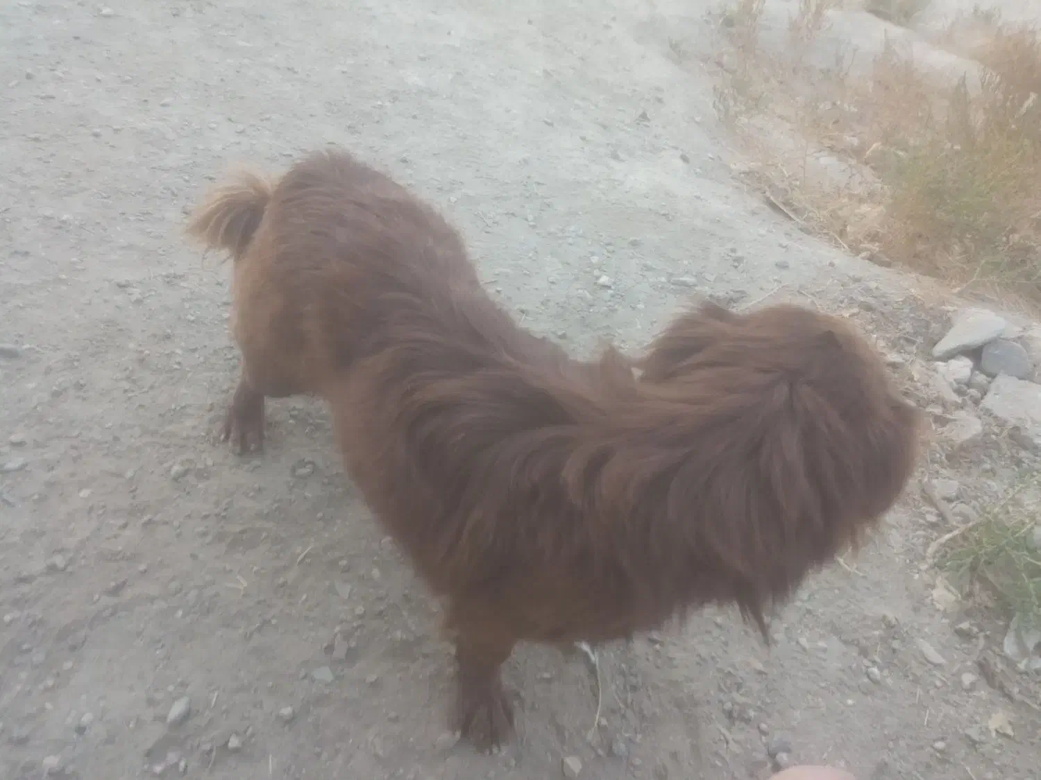 سگ پاکوتاه کوکنی|سگ|چناران, |دیوار