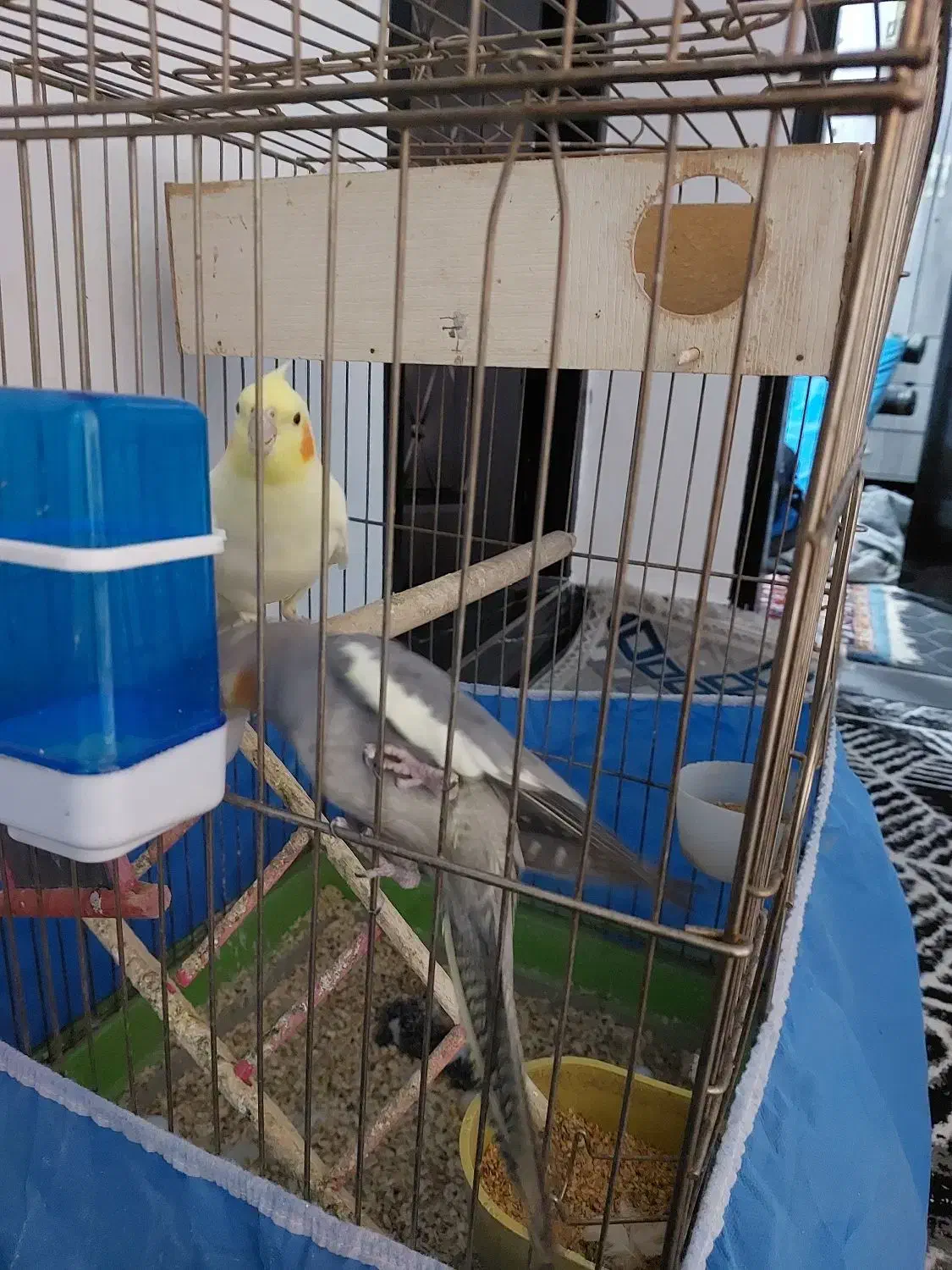 نروماده عروس هلندی|پرنده|ازنا, |دیوار