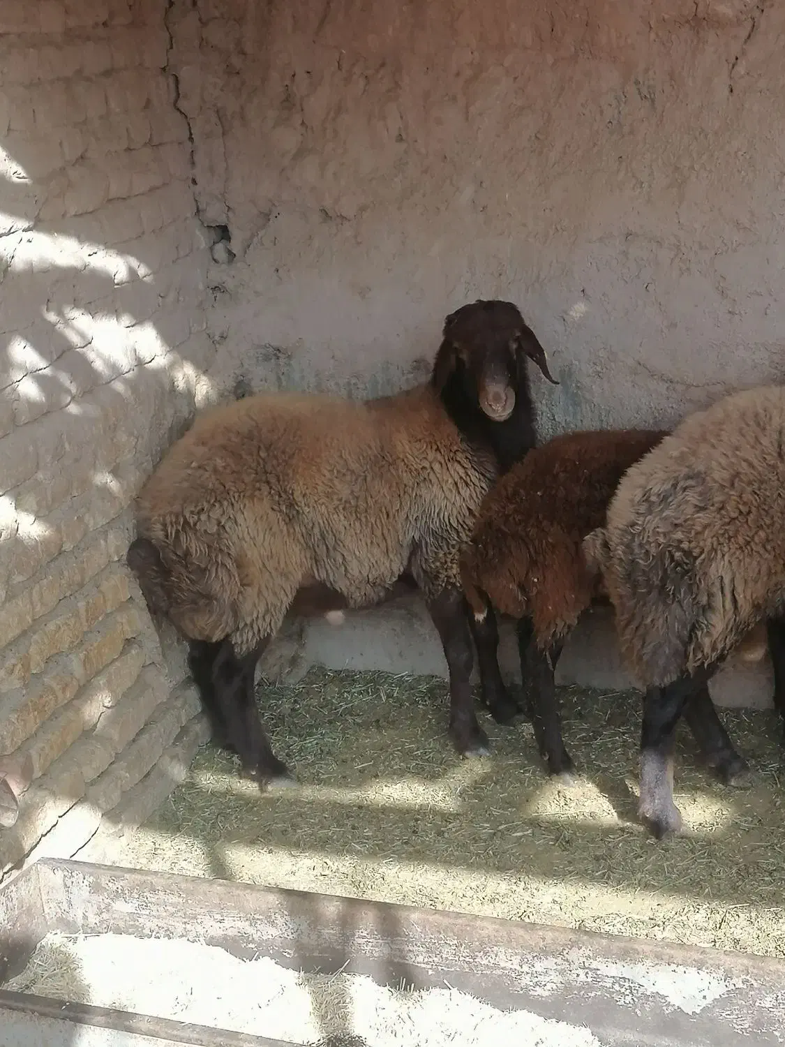 بره نر بزری|حیوانات مزرعه|اسفراین, |دیوار