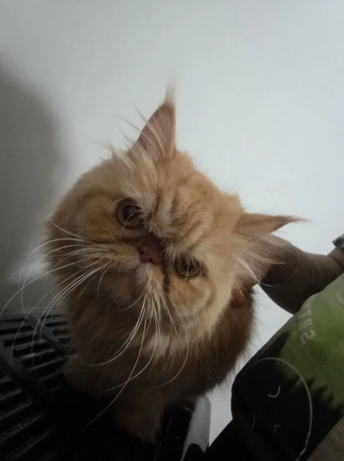 پرشین گارفیلدی|گربه|قدس, شهرقدس|دیوار