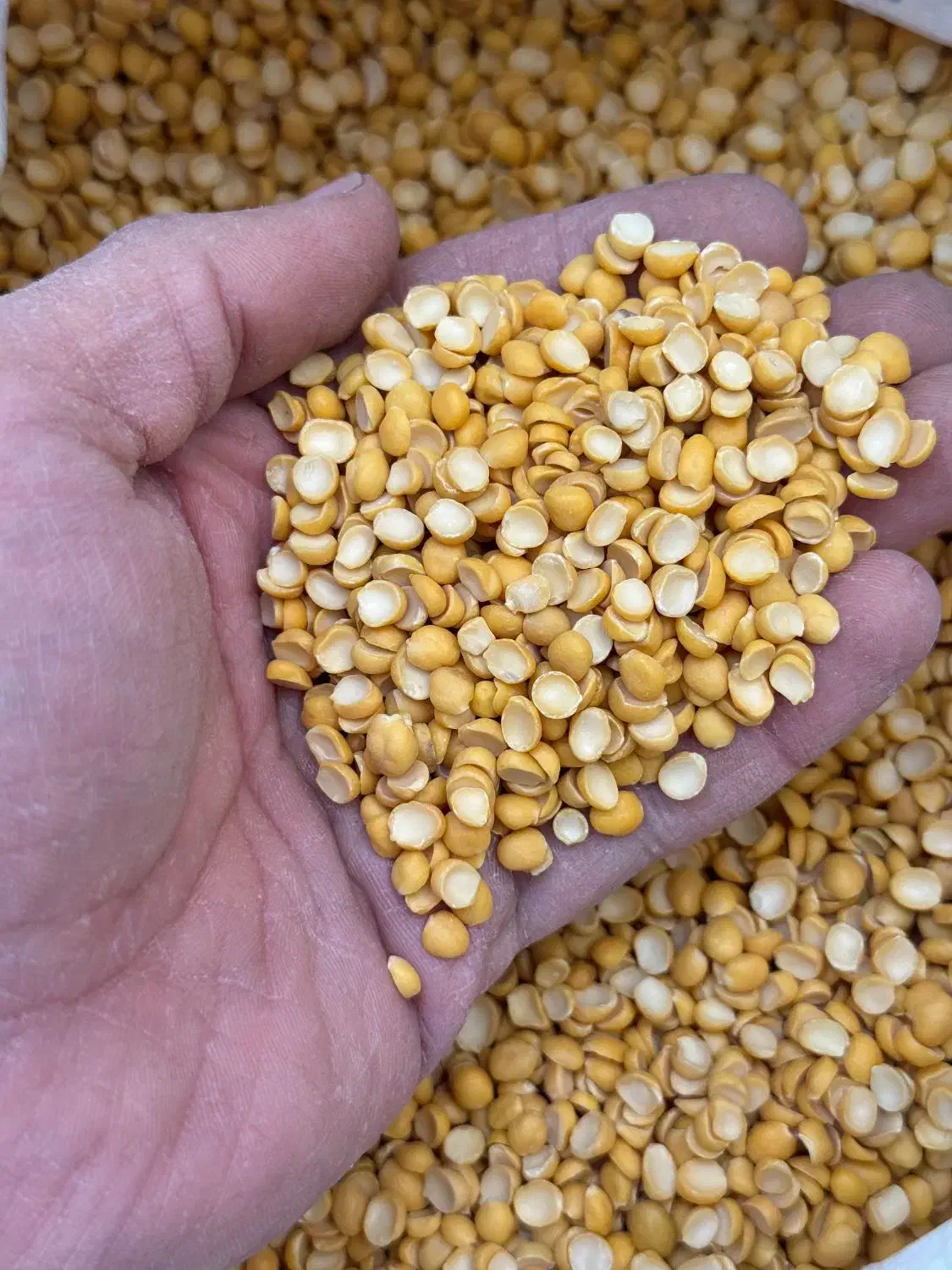 حبوبات عمده|خوردنی و آشامیدنی|تهران, بهمن یار|دیوار