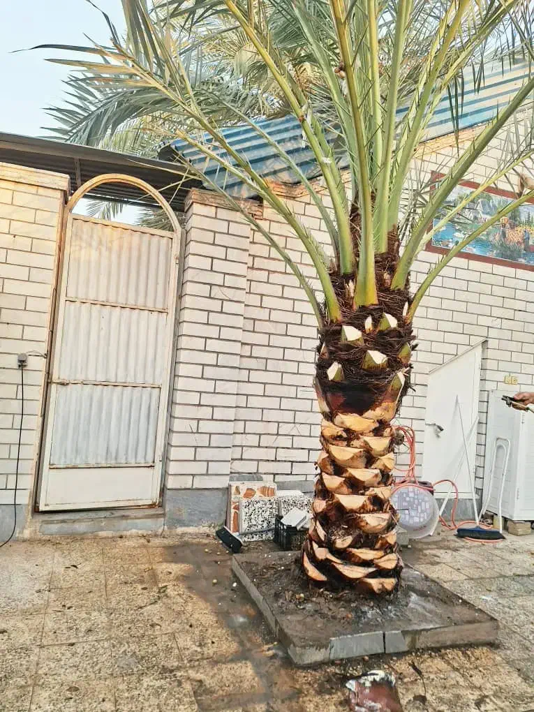 بریدن نخل قطع نخل حرس نخل سمپاشی  در آوردن ریش نخل|خدمات باغبانی و درختکاری|اهواز, نادری|دیوار