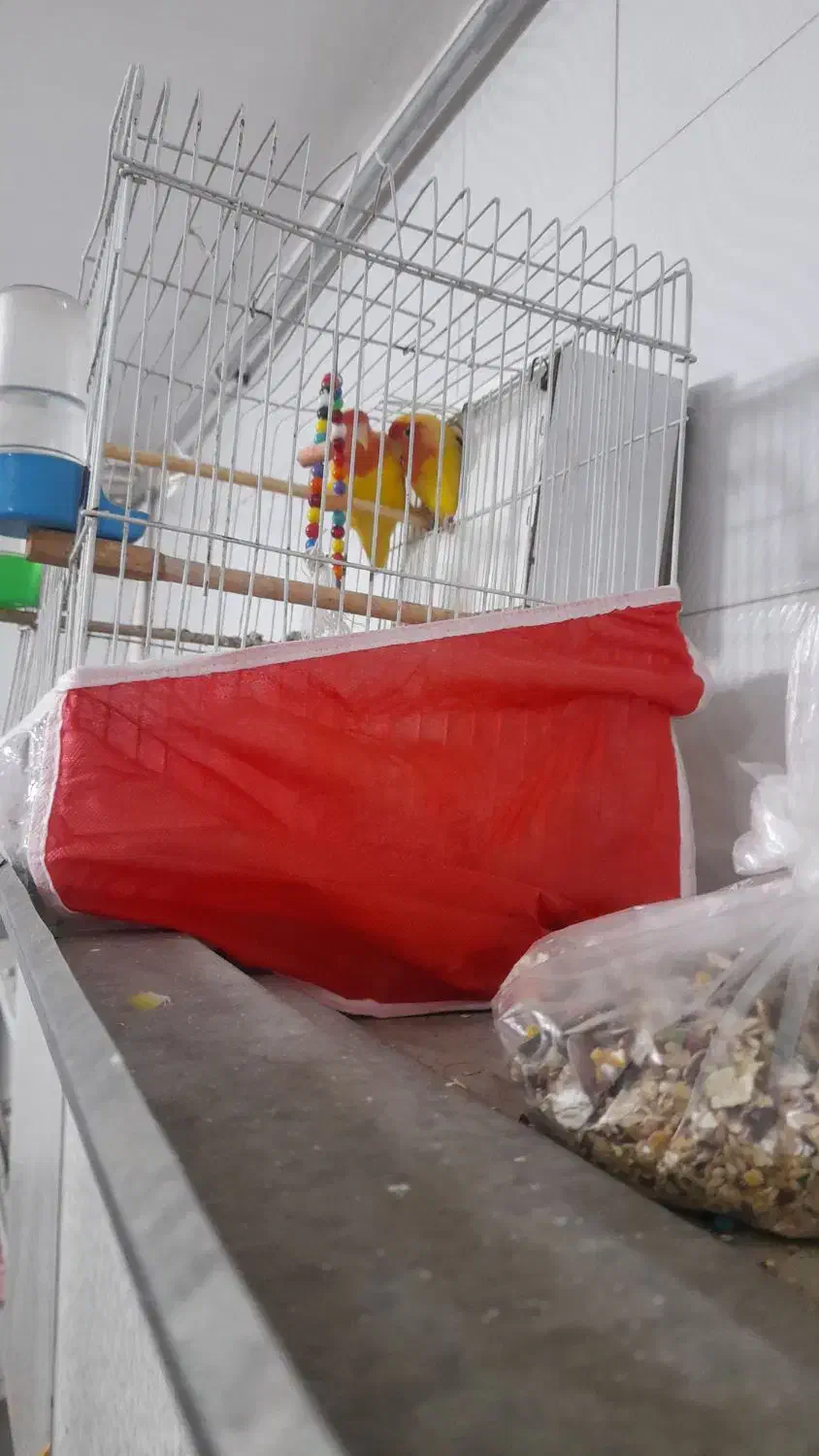 جفت|پرنده|خواف, |دیوار