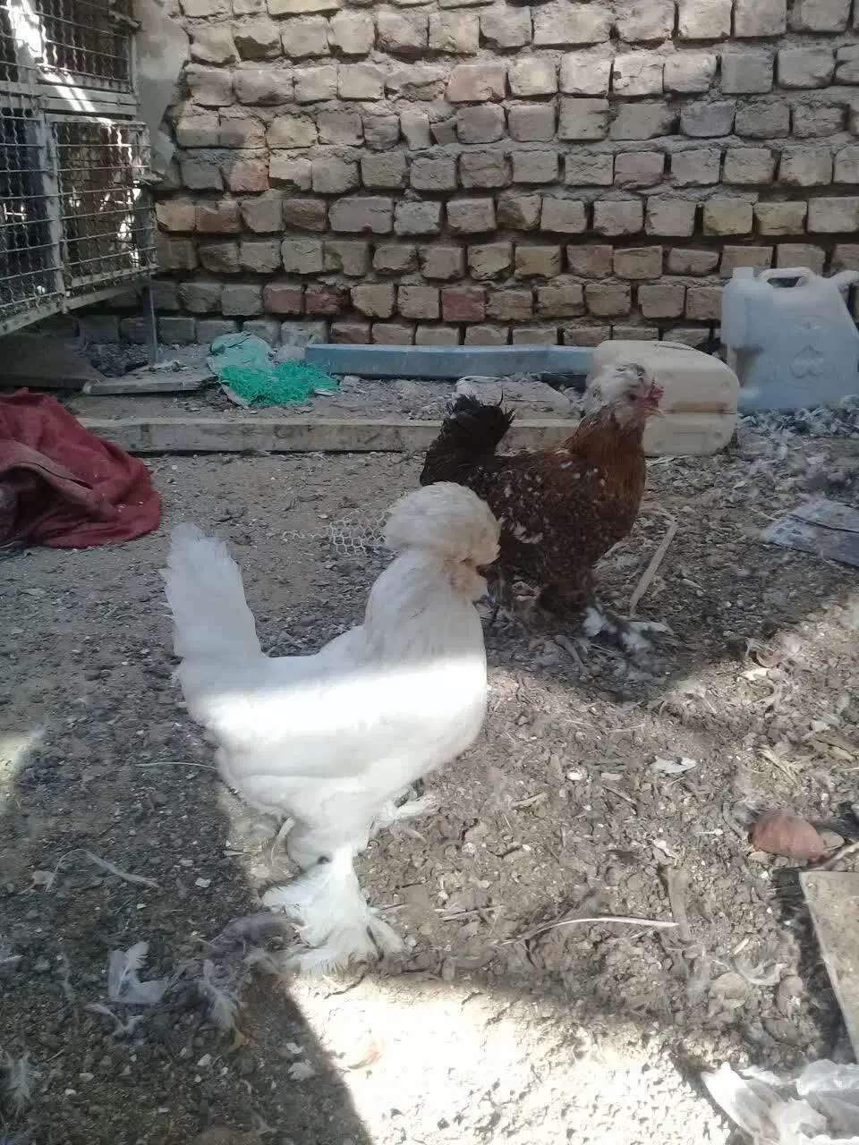 فروش دو جفت سلطان|حیوانات مزرعه|ری, شهید بهشتی|دیوار