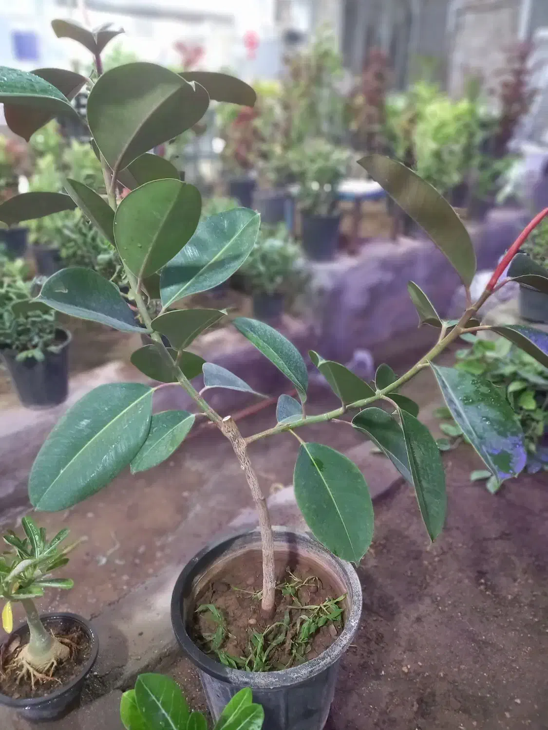 تخفیف  تا شب یلدا20درصد|گل مصنوعی|قم, چهل درخت‎|دیوار