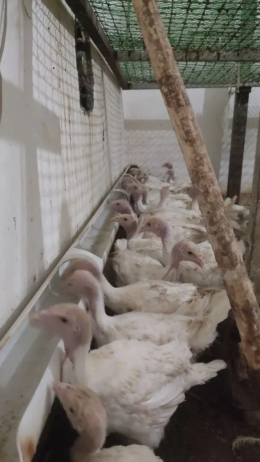 فروش جوجه بوقلمون گوشتی بیوتیک 6|حیوانات مزرعه|بیرجند, |دیوار