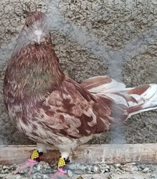 کبوتر  سیاتی سمن‌اتشی|پرنده|کرمانشاه, |دیوار