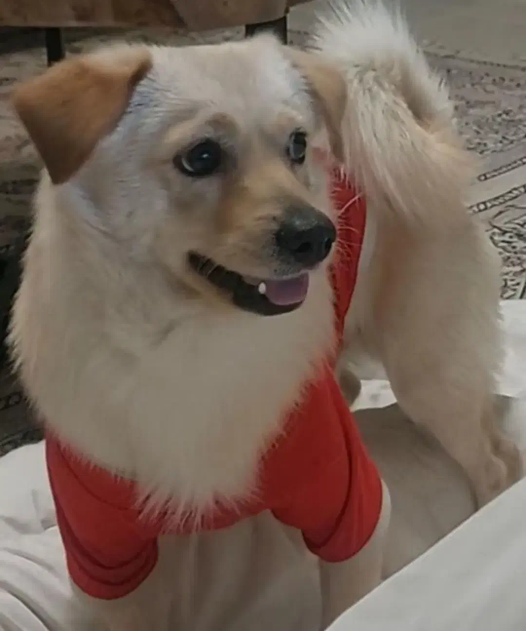 سگ پاکوتاه|سگ|کرمان, |دیوار